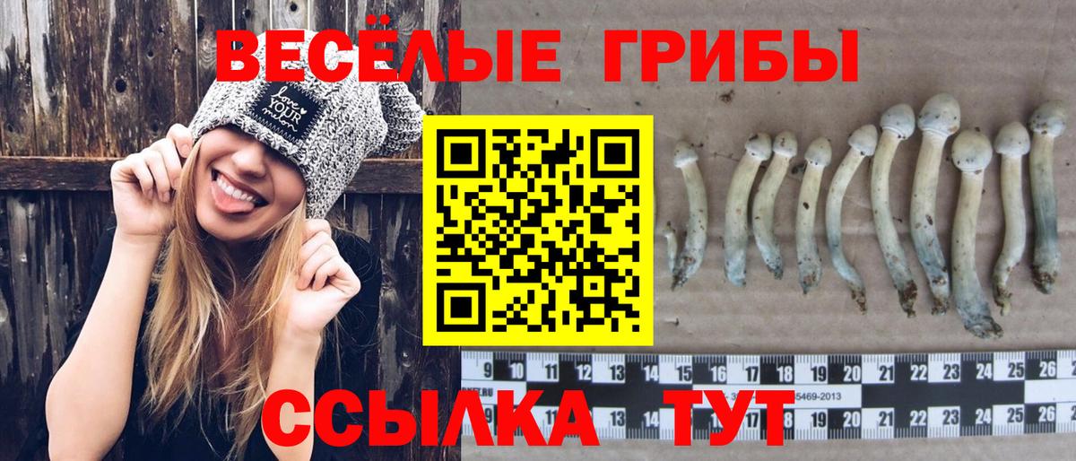 Сухой Лог  Галлюциногенные грибы Psilocybe  Вход с VPN 